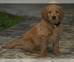 Small Photo #2 Goldendoodle Puppy For Sale in MADILL, OK, USA