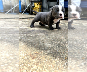 American Bully Puppy for sale in HOUSTON, TX, USA