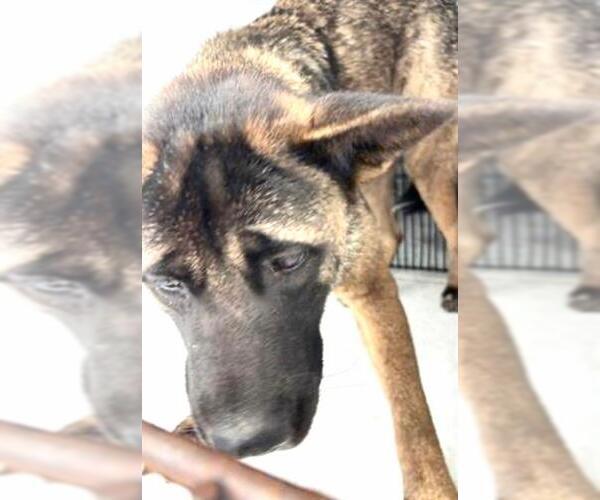 Medium Photo #1 German Shepherd Dog Puppy For Sale in Houston, TX, USA