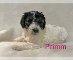 Small Photo #4 Goldendoodle Puppy For Sale in WYLIE, TX, USA