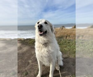 Great Pyrenees Dogs for adoption in Spring, TX, USA