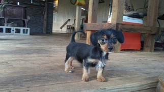Dorkie Puppy for sale in BANDERA, TX, USA