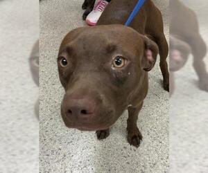 American Pit Bull Terrier-Unknown Mix Dogs for adoption in Conroe, TX, USA