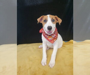 Duckie - Male Borador Dog for Adoption - Photo #3