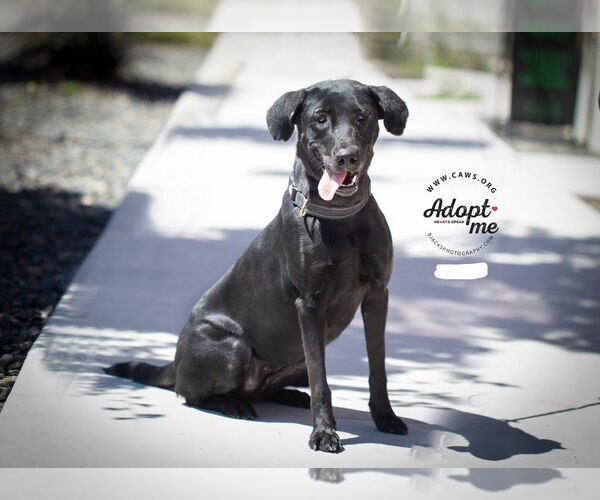 Medium Photo #9 Shepradors Puppy For Sale in Salt Lake City, UT, USA