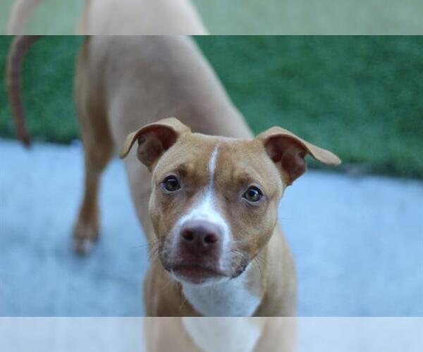 Medium Photo #1 American Staffordshire Terrier-Unknown Mix Puppy For Sale in Grand Prairie, TX, USA