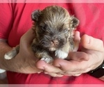 Small Photo #3 Havanese Puppy For Sale in JEFFERSON, GA, USA
