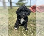 Puppy 2 Labradoodle-Poodle (Miniature) Mix