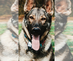 Small #6 German Shepherd Dog