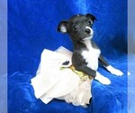 Small Photo #1 Chihuahua Puppy For Sale in GROVESPRING, MO, USA