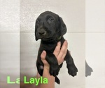 Small #2 Labrador Retriever