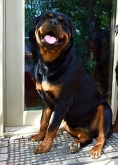 Mother of the Rottweiler puppies born on 05/31/2016