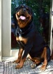 Small Photo #1 Rottweiler Puppy For Sale in NORTHRIDGE, CA, USA