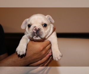 French Bulldog Puppy for sale in HOUSTON, TX, USA