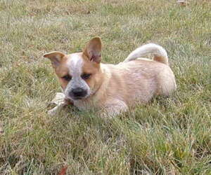 Australian Cattle Dog Puppy for sale in PINE GROVE, PA, USA