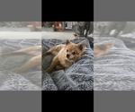 Small Photo #1 Pomeranian Puppy For Sale in BRONSON, MI, USA