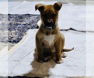 Fumie - Female Shepradors Dog for Adoption - Photo #16