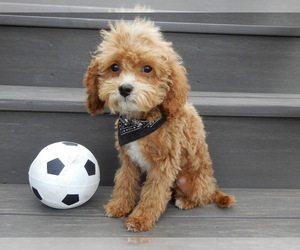 Cavapoo Puppy for sale in MILLERSBURG, OH, USA