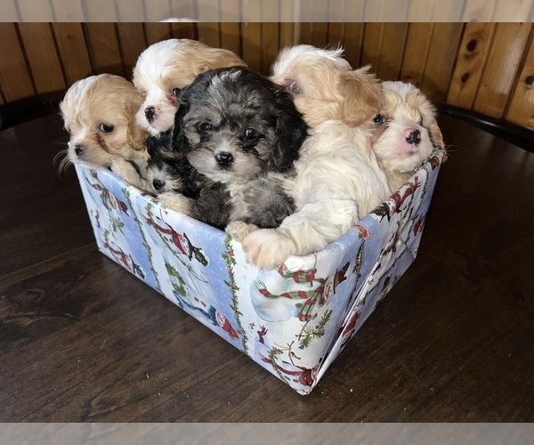 Medium Photo #1 Cavapoo (Miniature) Puppy For Sale in QUINCY, MI, USA