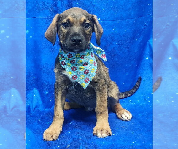 Medium Photo #1 Labrador Retriever-Unknown Mix Puppy For Sale in Wetumpka, AL, USA