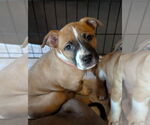 Small #1 American Staffordshire Terrier Mix