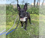 Small #4 Feist Terrier Mix