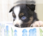 Small Photo #11 Miniature Australian Shepherd Puppy For Sale in STAFFORD, VA, USA