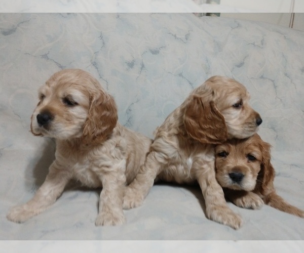 Medium Photo #4 Cocker Spaniel Puppy For Sale in WEST CHESTER, OH, USA