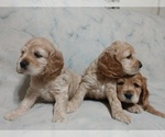 Small Photo #4 Cocker Spaniel Puppy For Sale in WEST CHESTER, OH, USA