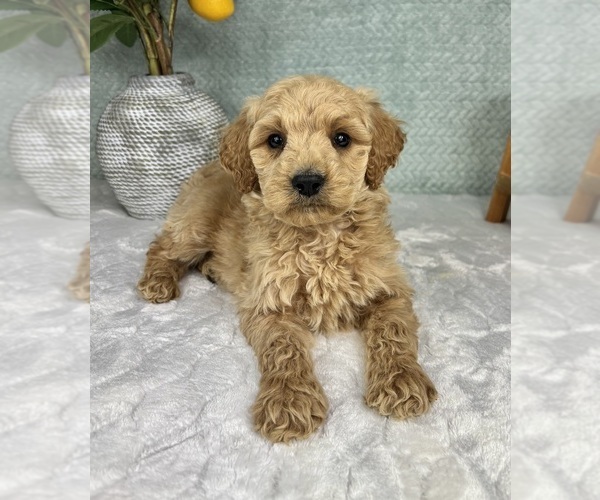 Medium Photo #2 Goldendoodle (Miniature) Puppy For Sale in FRANKLIN, IN, USA
