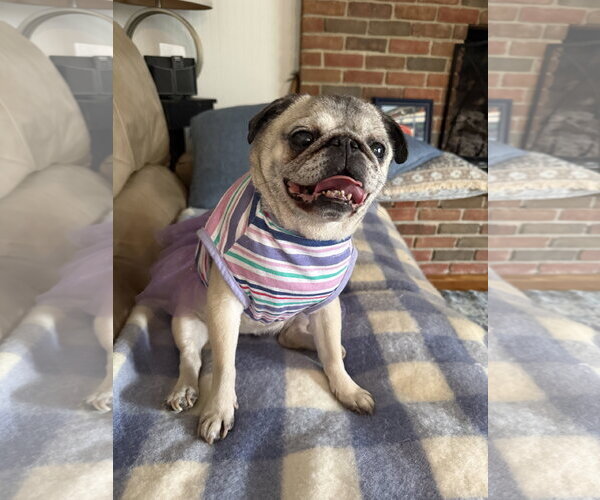 Medium Photo #2 Pug Puppy For Sale in Indianapolis, IN, USA