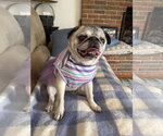 Small #1 Pug