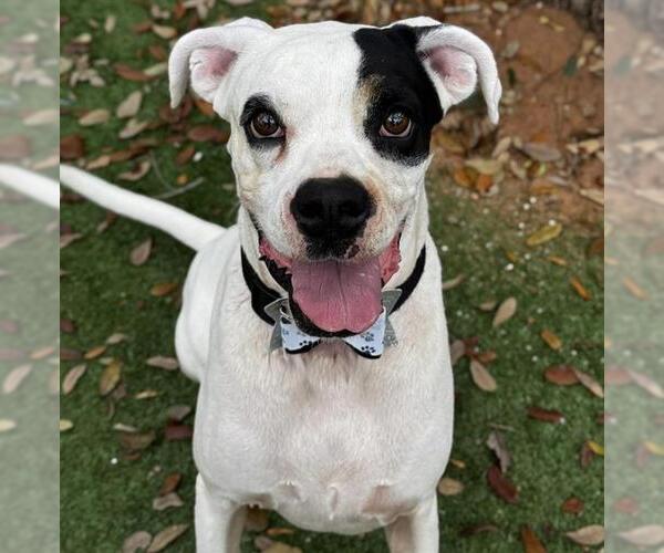 Medium Photo #1 Bull-Boxer Puppy For Sale in Palmetto, FL, USA