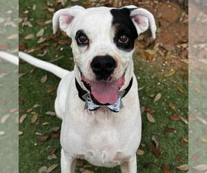 Bull-Boxer Dogs for adoption in Palmetto, FL, USA