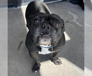 Bulldog Dogs for adoption in Denver, CO, USA