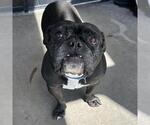Small Bulldog