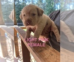 Puppy Pink Collar Labrador Retriever