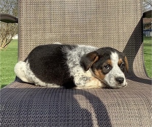 Medium Australian Cattle Dog-Border Collie Mix