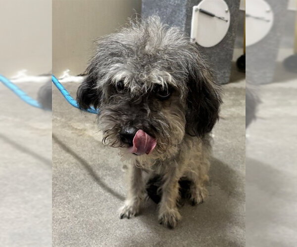 Medium Photo #1 Poodle (Standard)-Unknown Mix Puppy For Sale in Forestville, MD, USA