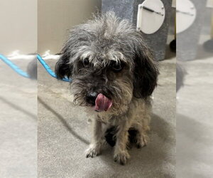 Poodle (Standard)-Unknown Mix Dogs for adoption in Forestville, MD, USA