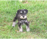 Jonah - Male Schnauzer (Miniature) Puppy for Sale - Photo #7