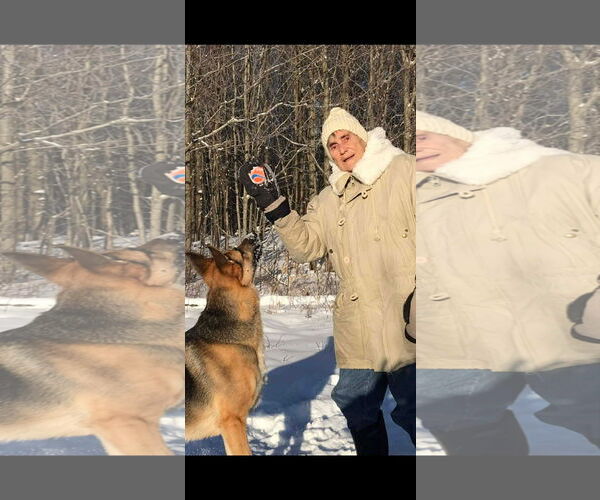 Medium Photo #4 German Shepherd Dog Puppy For Sale in Alexander, AR, USA