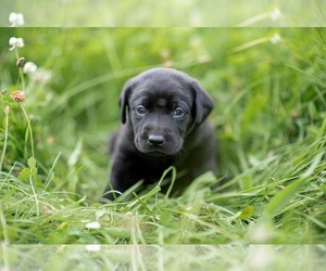 Labrador Retriever Puppy for sale in SALEM, NY, USA