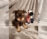 Small Photo #2 Schnauzer (Miniature) Puppy For Sale in FAYETTEVILLE, NC, USA