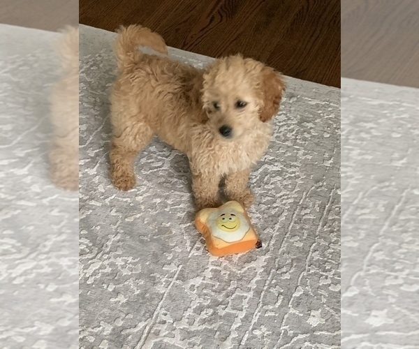 Medium Photo #3 Goldendoodle Puppy For Sale in ORLAND PARK, IL, USA
