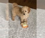 Small Photo #3 Goldendoodle Puppy For Sale in ORLAND PARK, IL, USA