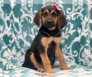 Bloodhound-German Shepherd Dog Mix Puppy for sale in LAKELAND, FL, USA