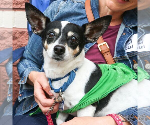 Medium Photo #8 Chihuahua-Unknown Mix Puppy For Sale in Washington, DC, USA