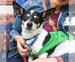 Small #7 Chihuahua Mix