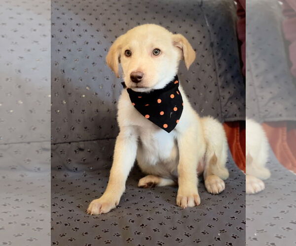 Medium Photo #4 Labrador Retriever-Unknown Mix Puppy For Sale in Rockaway, NJ, USA